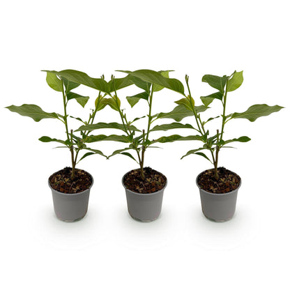 Tuinplant - Magnolia George Henry Kern - 3 Planten - Weinig Onderhoud