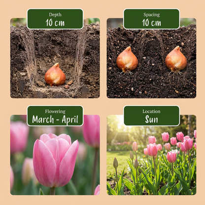 1000x Bulb Garden Pink - Bollentuinroze - Diversen - Zomerbloeier - Bolmaat 10/12
