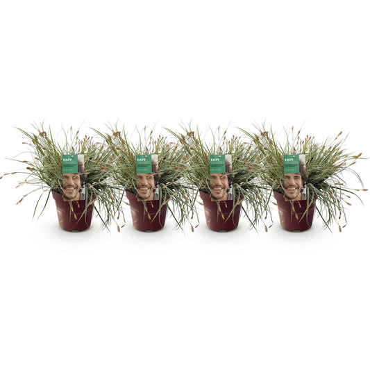 Siergrassen - Carex oshimensis Everest - 4 Planten