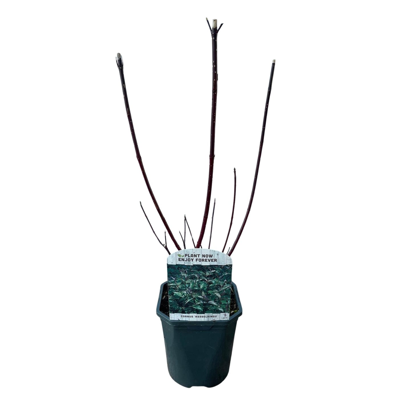 Shrubs - Cornus alba Kesselringii - Low Maintenance