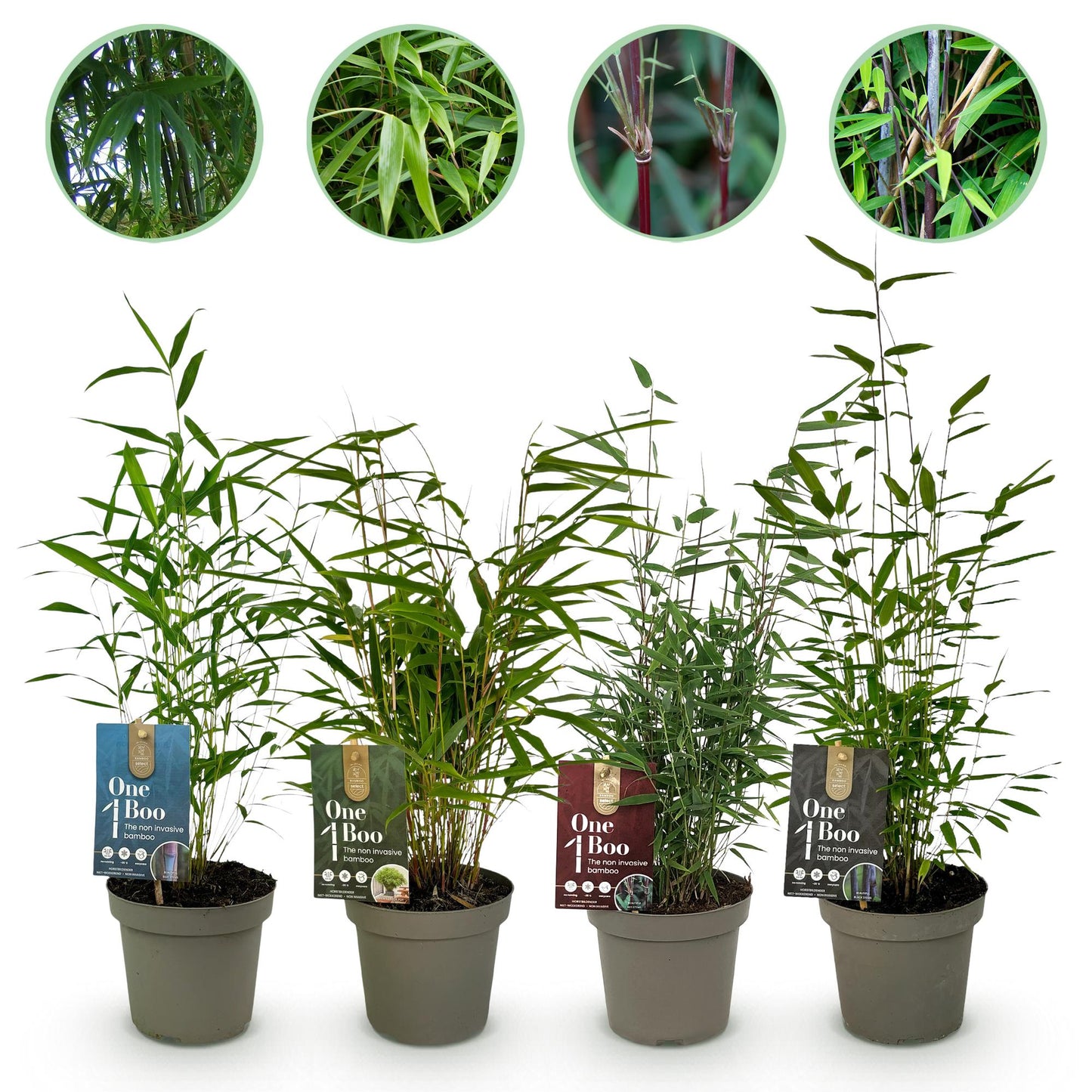 Bamboe - Fargesia mix Rainbow - 4 Planten  - Niet Woekerend