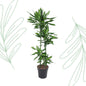 Dracaena Cintho - 150 cm - Forest Plants