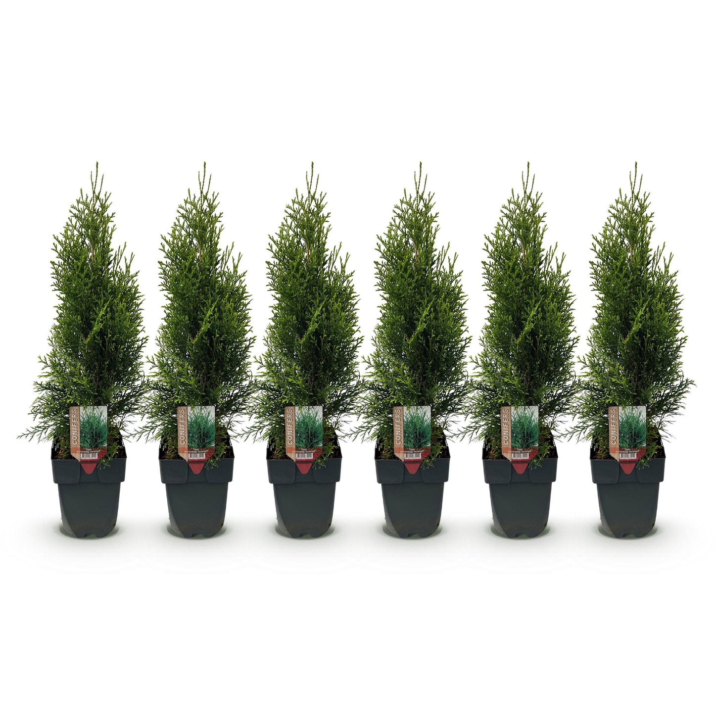 Thuja occidentalis Smaragd - 6 plants - 1 linear meter