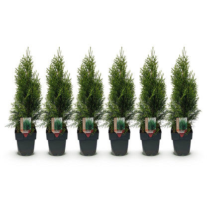 Thuja occidentalis Smaragd - 6 plants - 1 linear meter
