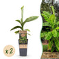 Japanese Fiber Banana - Musa Basjoo - Winter Hardy - 2 plants