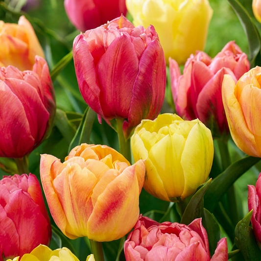 12x Tulipa Symbiosa mix - Tulp Symbiosa mix - Diversen - Voorjaarsbloeier - Bolmaat 11/12