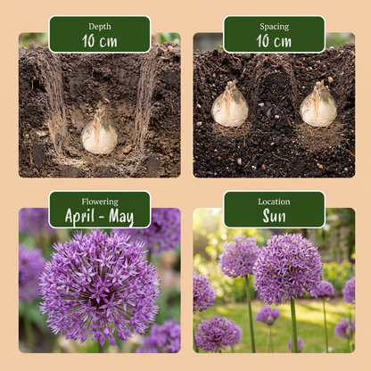 320x Bulb Garden Allium - Bollentuinsierui - Diversen - Zomerbloeier - Bolmaat 10/12
