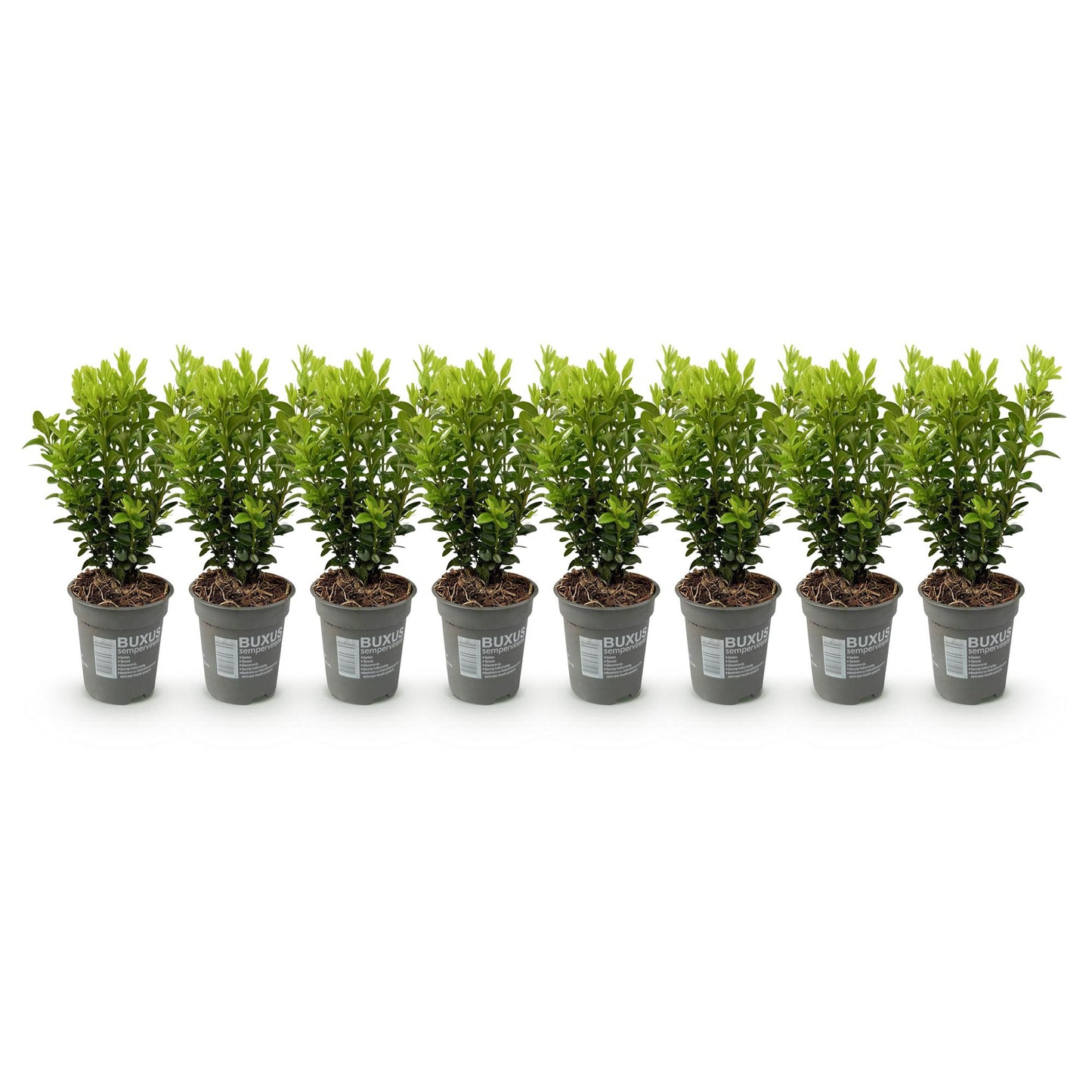 Buxus sempervirens - 8 plants - 1 linear meter