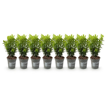 Buxus sempervirens - 8 plants - 1 linear meter