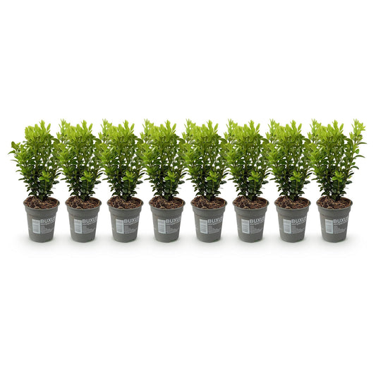 Buxus sempervirens -  8 planten - 1 strekkende meter