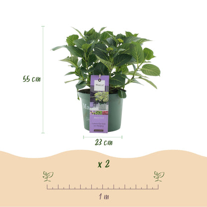 Terrasplant - Hortensia - Hydrangea Magical Jewel Blue - 6-10 Bloemen