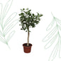 Ficus Benghalensis boom - 200 cm - Forest Plants