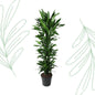 Dracaena Janet Lind vertakt - 170 cm - Forest Plants