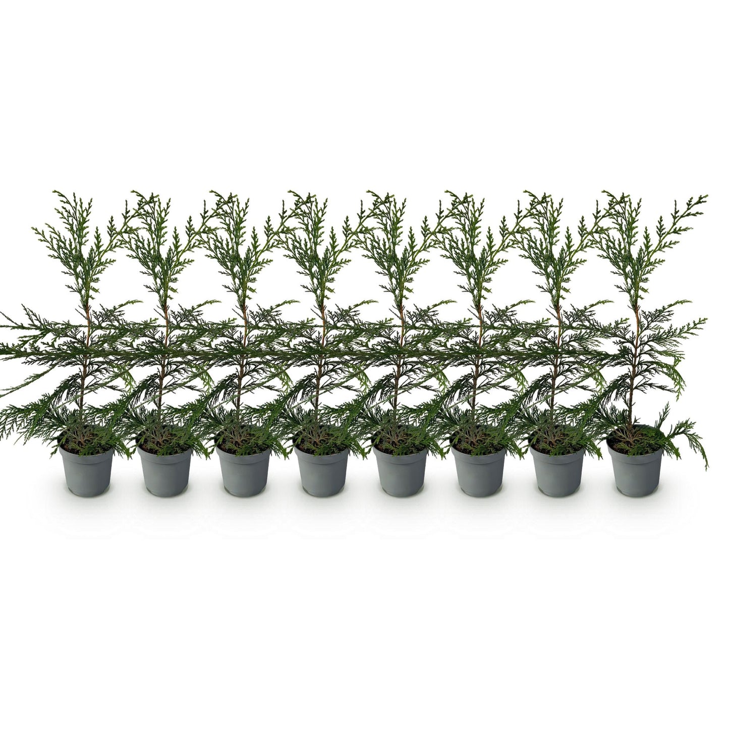 Cupressocyparis leylandii - 8 planten - 1 strekkende meter