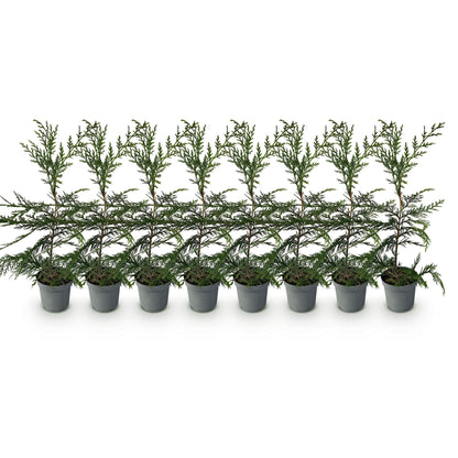 Cupressocyparis leylandii - 8 planten - 1 strekkende meter