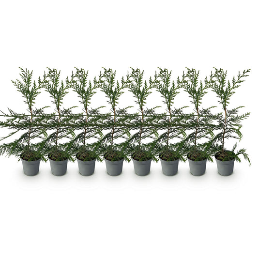 Cupressocyparis leylandii - 8 planten - 1 strekkende meter