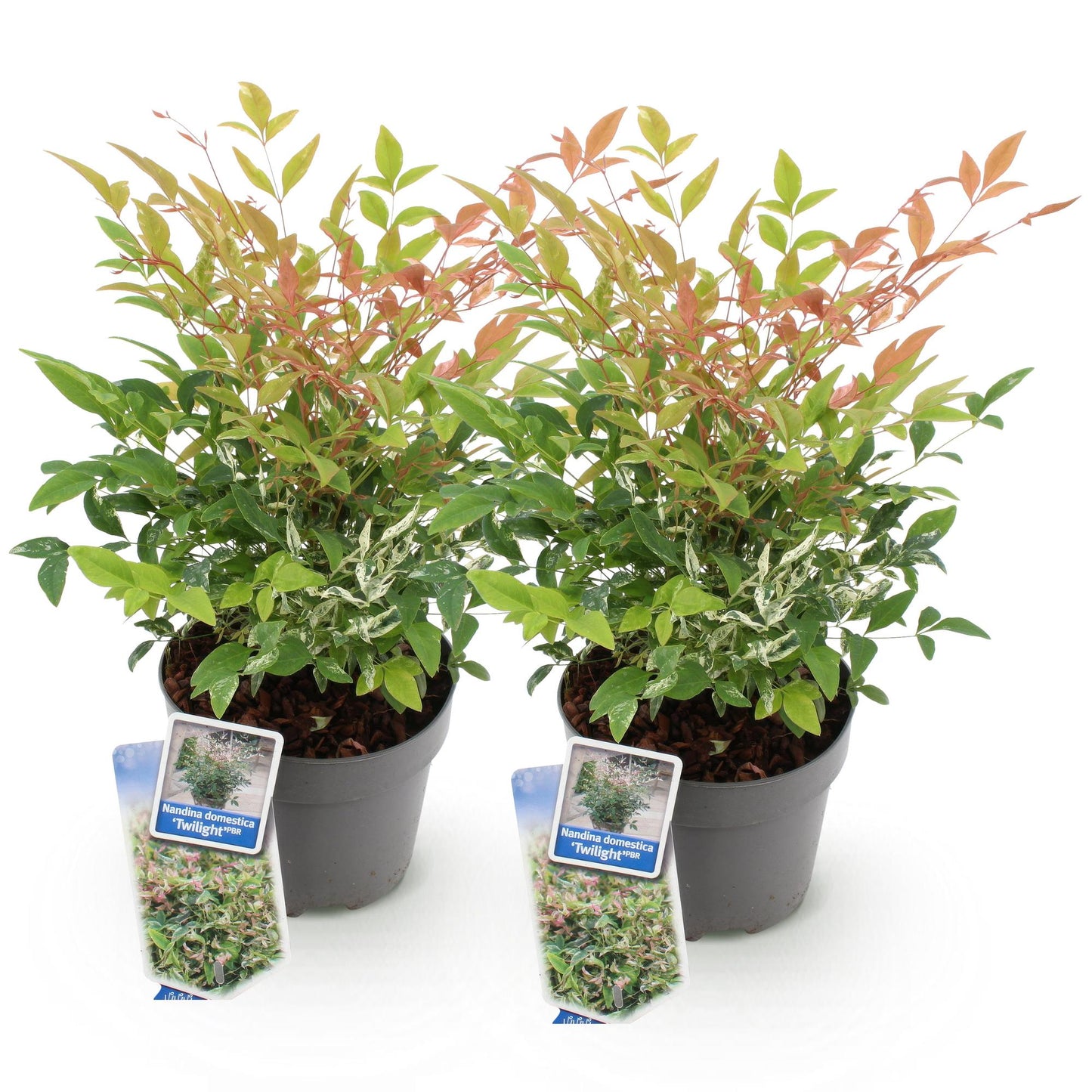 Tuinplant - Nandina Twilight - 2 Planten - Weinig Onderhoud
