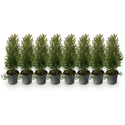 Thuja occidentalis Smaragd - 8 plants - 1 linear meter