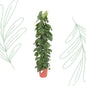 Philodendron Scandens gaasrek - 150 cm - Forest Plants