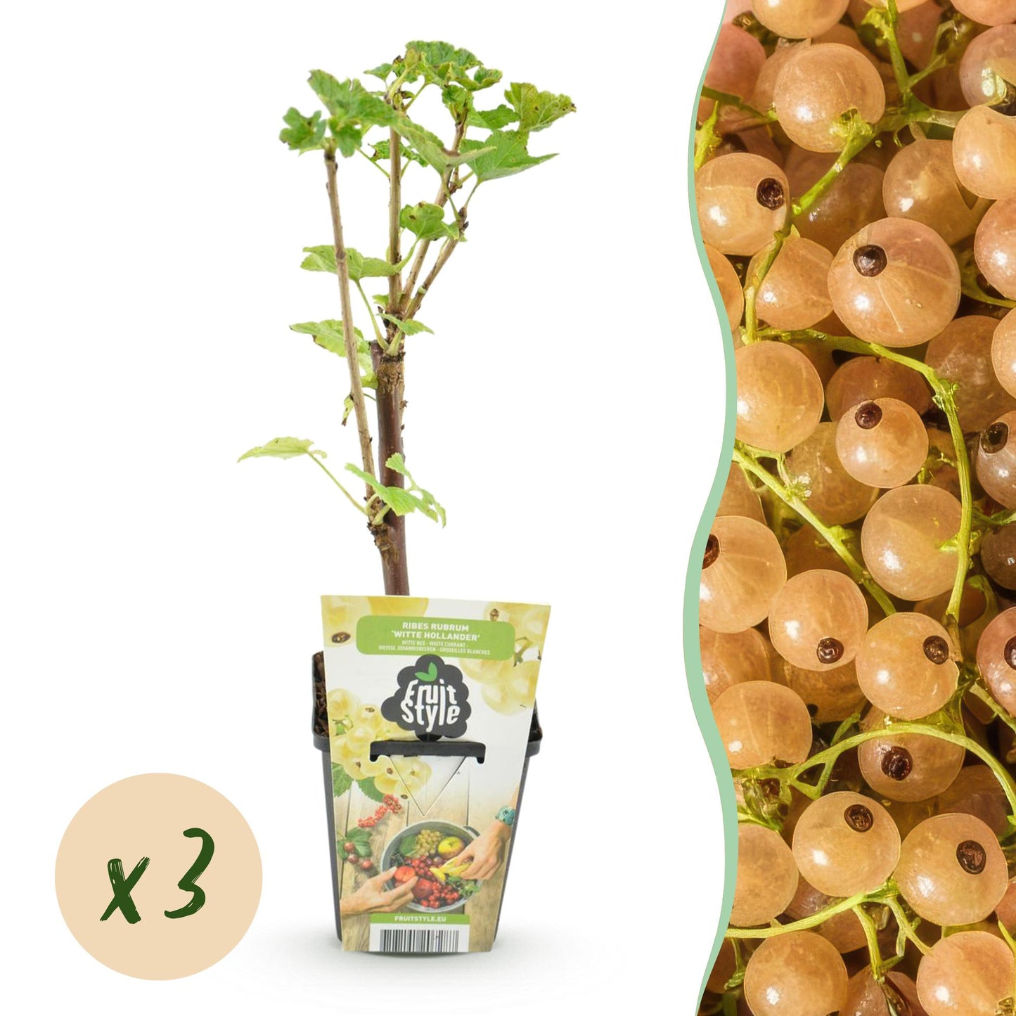 Witte Bes - Ribes rubrum Witte Hollander - Winterhard - 3 Planten
