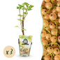 Witte Bes - Ribes rubrum Witte Hollander - Winterhard - 3 Planten