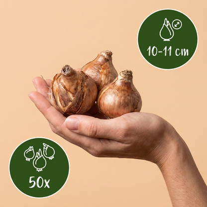 50x Narcissus Tete-A-Tete - Miniatuurnarcis - Geel - Voorjaarsbloeier - Bolmaat 10/11