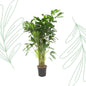Caryota Mitis - 160 cm
