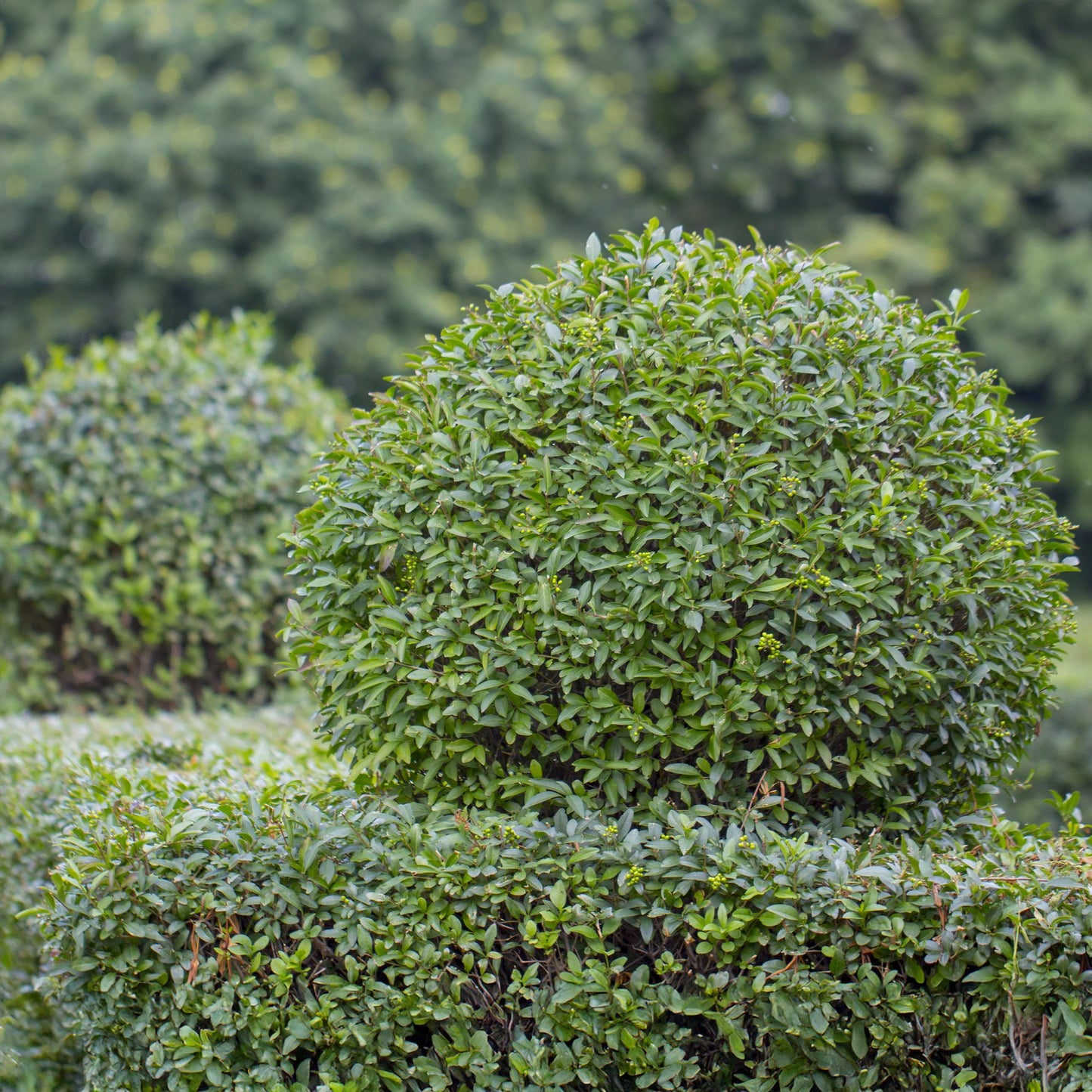 Ligustrum ovalifolium - 6 planten - 1 strekkende meter
