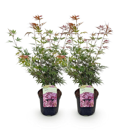 Terrasplant - Japanse Esdoorn - Acer palmatum Jerre Swarts - 2 Planten