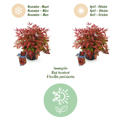 Tuinplant - Nandina Blush Pink - Weinig Onderhoud