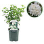Boerenjasmijn -   Philadelphus Snowbelle - Weinig Onderhoud