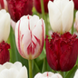 60x Tulipa Dutch Design - Tulp Dutch Design - Roze en Wit - Voorjaarsbloeier - Bolmaat 11/12