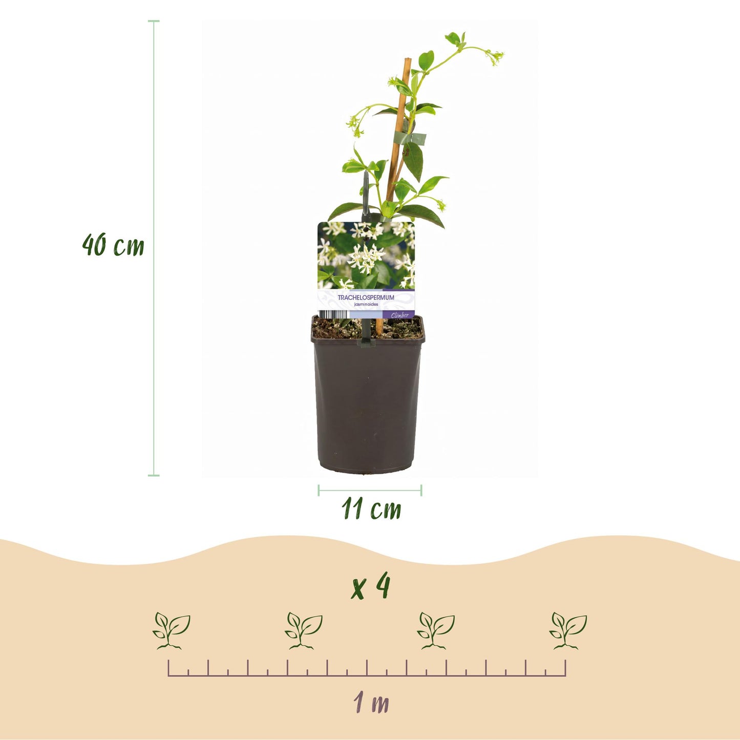 Star Jasmine - Trachelospermum jasminoides - 2 plants