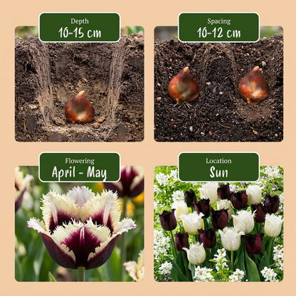 120x Tulipa Breakdance mix - Tulp Breakdance mix - Diversen - Voorjaarsbloeier - Bolmaat 11/12