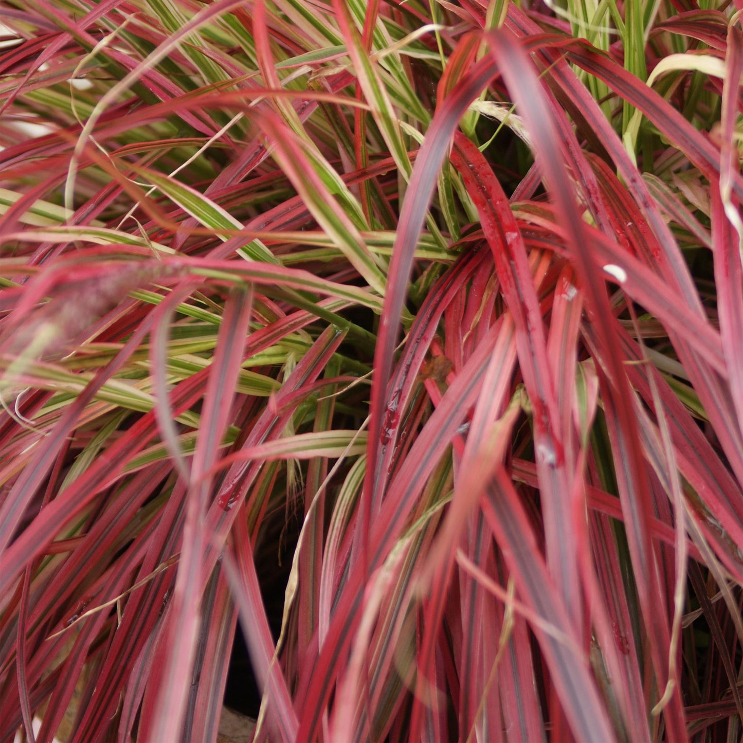 Ornamental Grasses - Uncinia rubra Everflame - 2 Plants