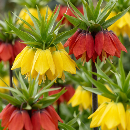 6x Fritillaria Imperialis Mix - Keizerskroon mix - Diversen - Voorjaarsbloeier - Bolmaat 18/20
