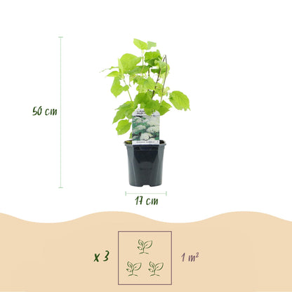 Pluim Hortensia - Hydrangea arborescens Annabelle - 3 Planten