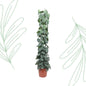 Scindapsus Pictus Trebie gaasrek - 160 cm - Forest Plants