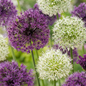 160x Allium Purple - White Mix - Sierui paars-wit mix - Paars en Wit - Zomerbloeier - Bolmaat 10/12