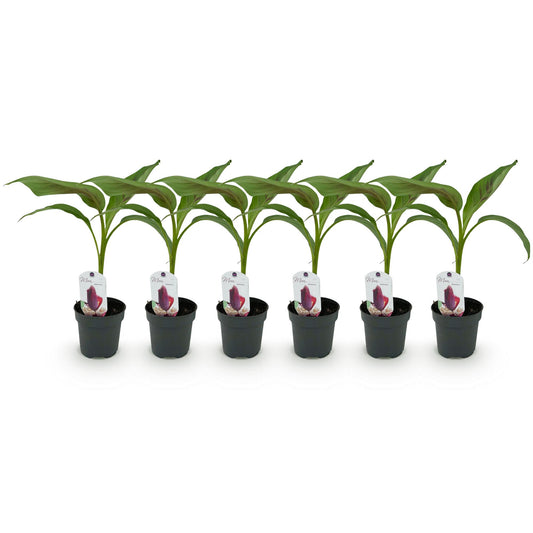 Bananen plant - Musa sikkemensis Red Tiger - Winterhard - 6 planten