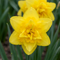 20x Narcissus Golden Ducat - Gevulde gele narcis - Geel - Voorjaarsbloeier - Bolmaat 12/14