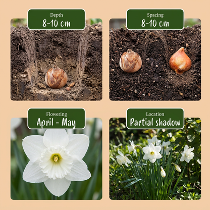 30x Narcissus Botanical White Mix - Botanische witte narcis mix - Wit - Voorjaarsbloeier - Bolmaat 10/12