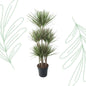 Dracaena Bicolor Carrousel - 150 cm - Forest Plants