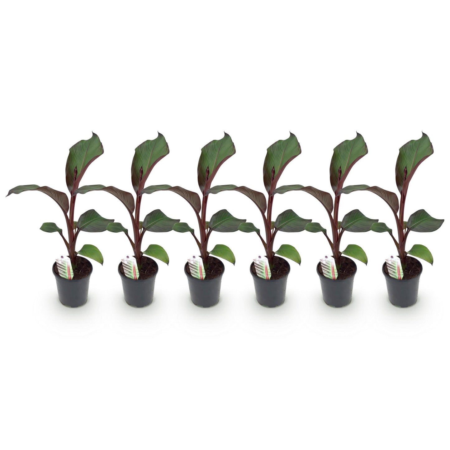Bananen plant - Ensete ventricosum Maurelli - Winterhard - 6 planten