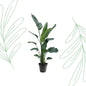 Strelitzia Nicolai XXL - 190-225 cm - Forest Plants