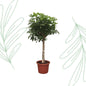 Schefflera Arboricola Compacta boom - 180 cm - Forest Plants