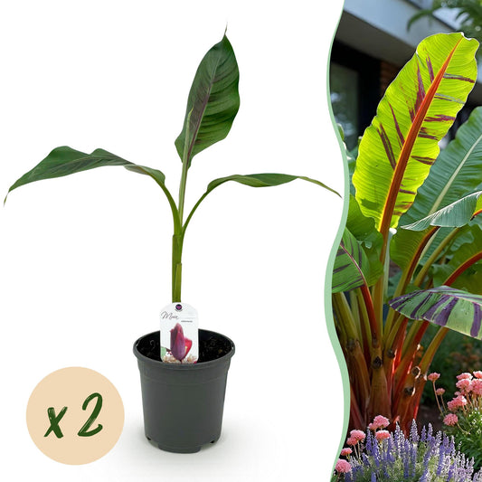 Bananen plant - Musa sikkemensis Red Tiger - Winterhard - 2 planten