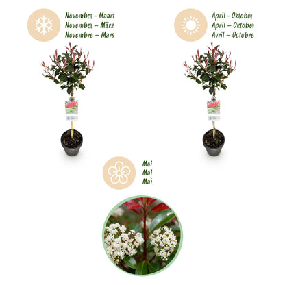 Plant op Stam - Photinia fraseri Carre Rouge - Terras Plant - Winterhard
