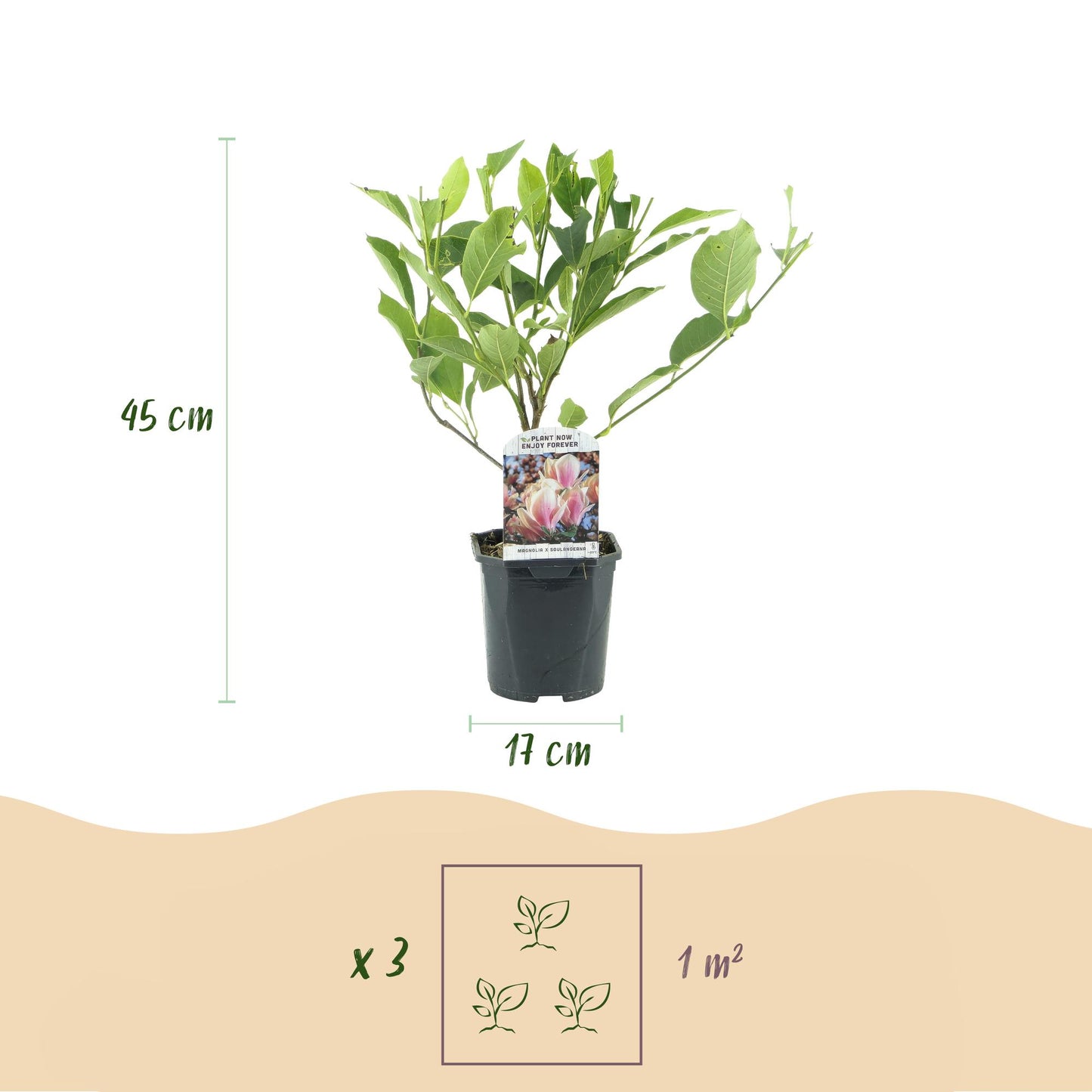 Heesters -  Magnolia Soulangiana - Weinig Onderhoud