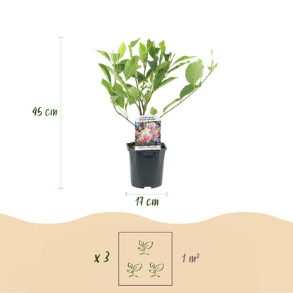 Heesters -  Magnolia Soulangiana - Weinig Onderhoud